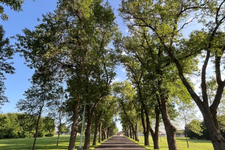 BHB trees and drive 3.JPG