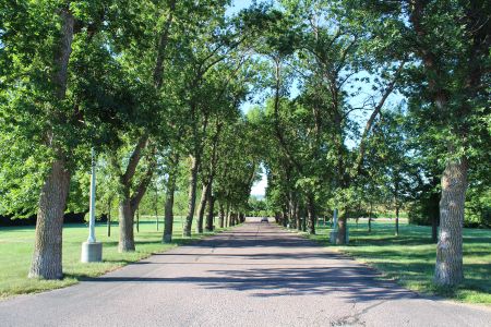 drive trees.JPG