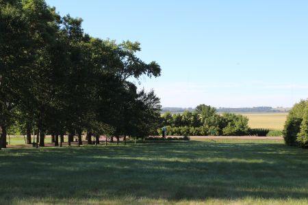 trees to field.JPG